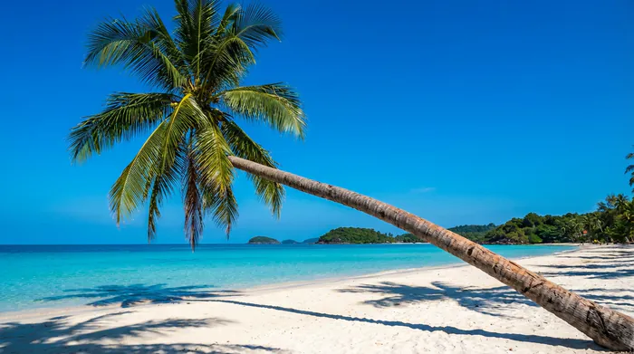 Les plus belles plages du Vietnam : Guide Complet 2026 - 15 Plus Belles Plages du Vietnam : Le Guide Ultime 2026 - Où partir au Vietnam pour avoir les plus belles plages ? Palmier incliné sur la plage de sable blanc à Phu Quoc, Vietnam.